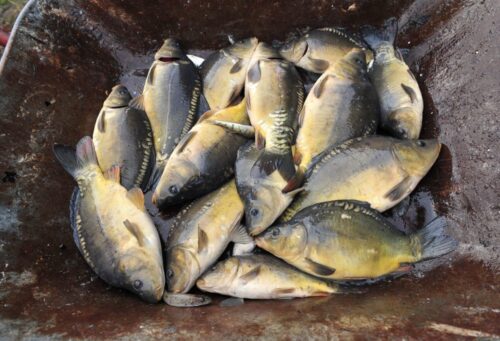 hodowla karpia, Stawy Milickie, dolny Śląsk