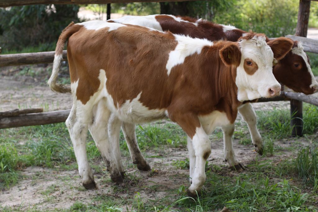 utylizacja, arimr, utylizacja zwierząt, zwierzęta gospodarskie