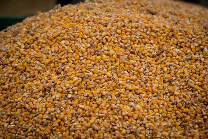 gospodarstwo w Kosinie, Podkarpacie, łańcut, silos z kukurydzą, policja