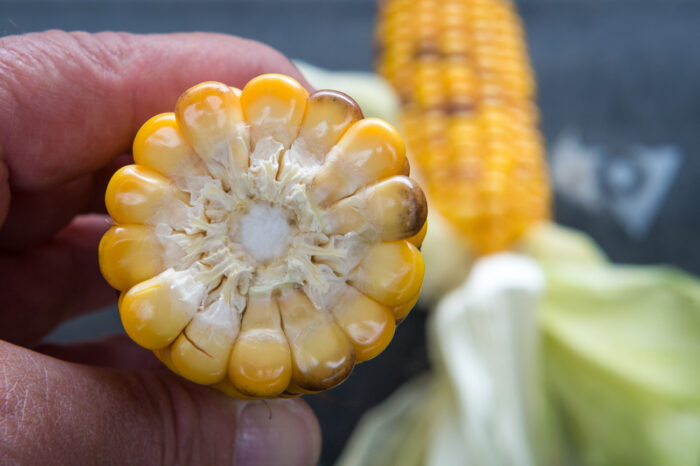 kukurydza_kolba