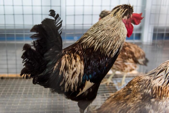 eksport drobiu, produkcja drobiu, rynek mięsa