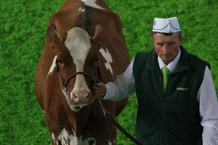 kwzh, bydło mleczne, bydło mięsne, hodowcy