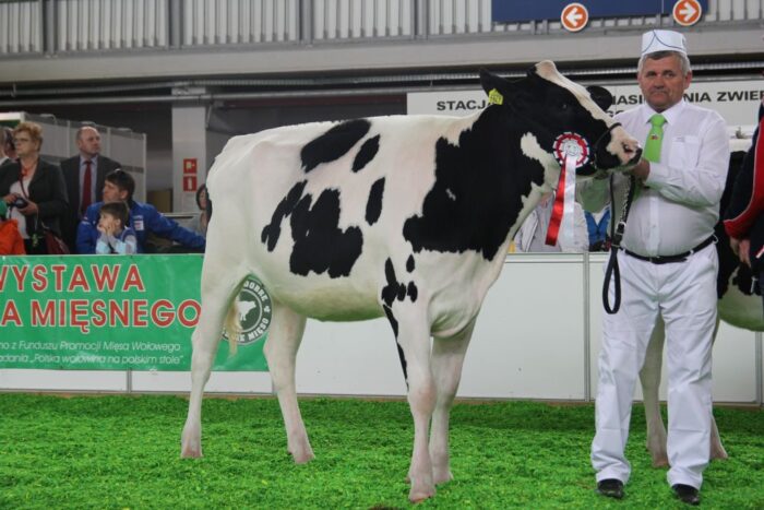 KWZH, bydło mleczne, Poznań, wystawa