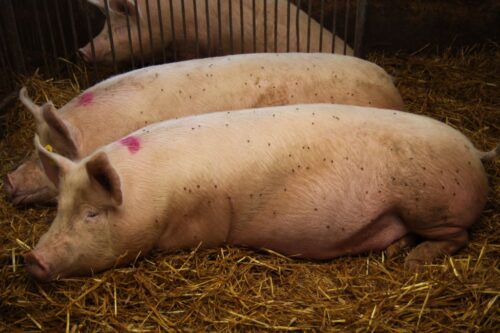 dopłaty dla hodowców krów i świń, dobrostan zwierząt, Europejski Fundusz Rolny, prow 2014-2020