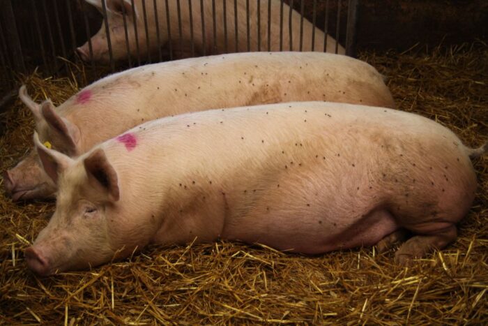 dopłaty dla hodowców krów i świń, dobrostan zwierząt, Europejski Fundusz Rolny, prow 2014-2020