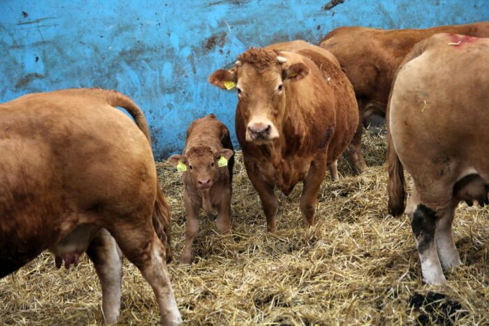 Prawo o zdrowiu zwierząt, bydło mleczne, bydło mięsne, trzoda chlewna, drób, hodowcy, producenci, lekarze weterynarii