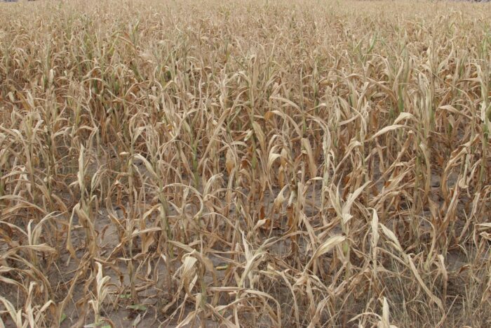 ubezpieczenia rolne, ubezpieczenie upraw, ubezpieczenie zwierząt, concordia ubezpieczenia