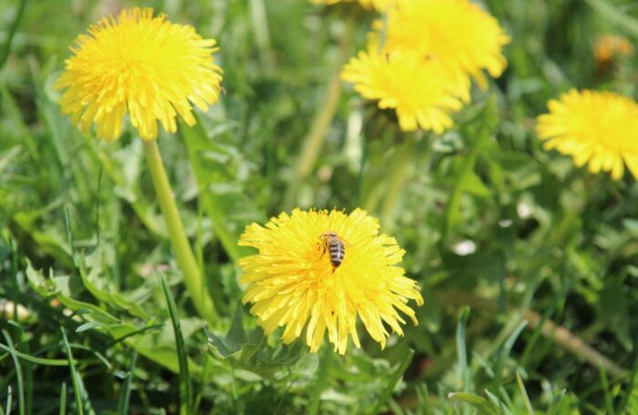 pszczoły, rzepak, kwitnienie