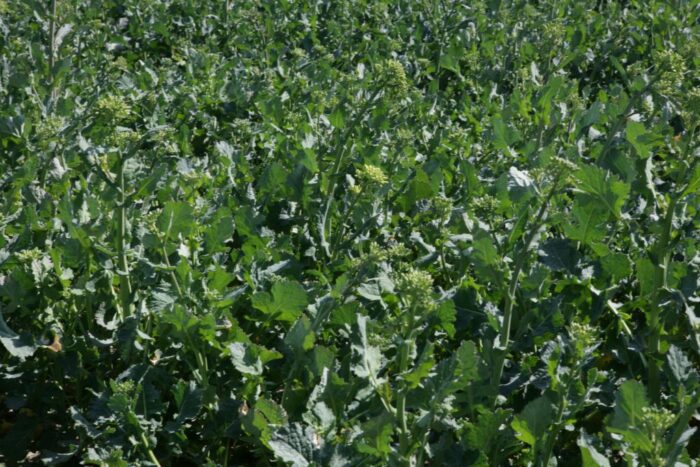 rzepak, rośliny oleiste, produkcja rzepaku