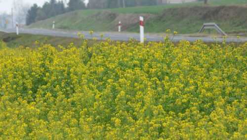 Juliusz Młodecki, Polska Koalicja Biopaliw i Pasz Białkowych, biopaliwa, Adam Stępień