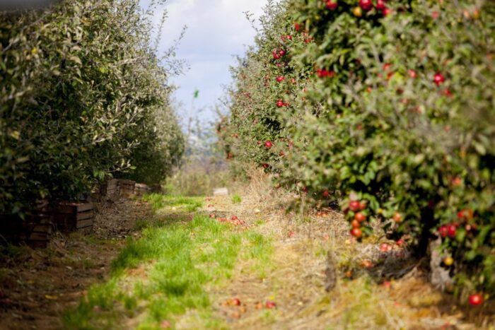 produkcja biopaliw, projekt Europruning, Arkadiusz Dyjakon, Instytut Inżynierii Rolniczej na Uniwersytecie Przyrodniczym
