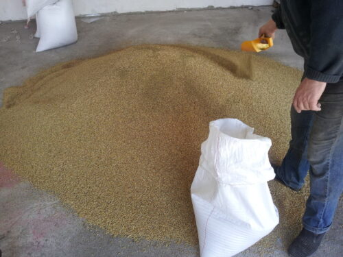 nasiona koniczyny, jęczmień, mieszanka