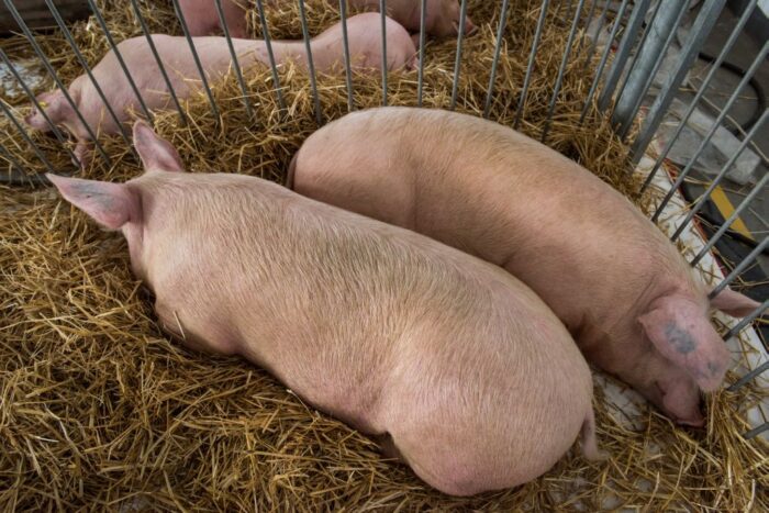 trzoda chlewna, ped, wieprzowina