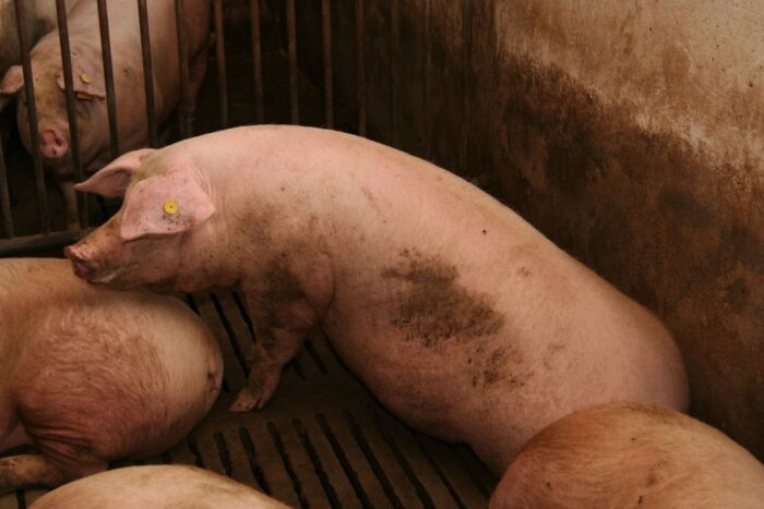 wieprzowina, produkcja wieprzowiny, handel wieprzowiną