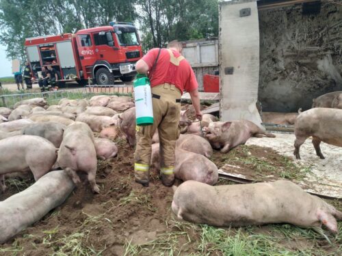 kp psp siemiatycze, wypadek, wywrócona ciężarówka, świnie, transport trzody