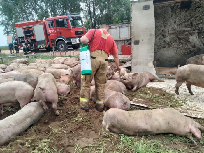 kp psp siemiatycze, wypadek, wywrócona ciężarówka, świnie, transport trzody