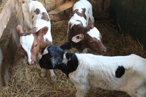 trojaczki, buhajki, cielęta,