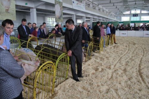 trzoda chlewna, świenie, podaż na rynku, ceny wieprzowiny