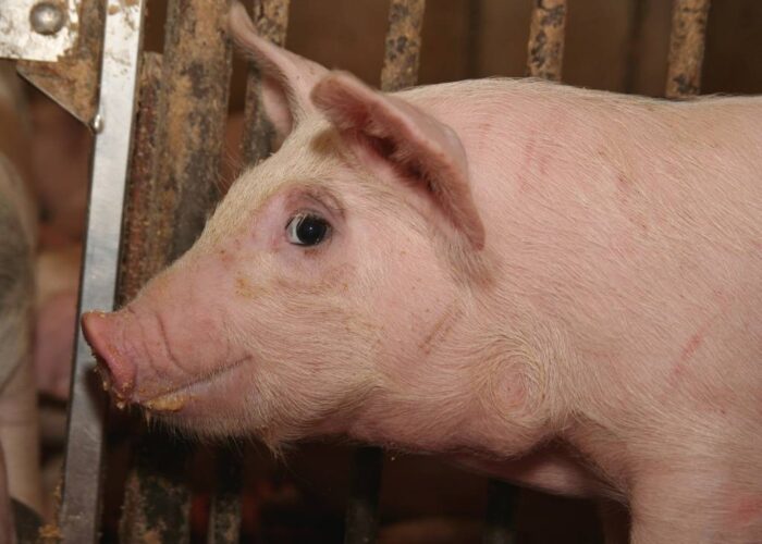 trzoda chlewna, Cedrob, tucz kontraktowy, wieloletni tucz kontraktowy