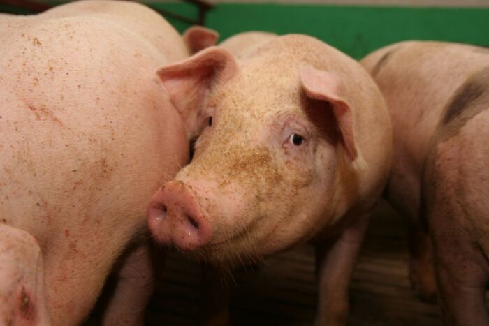 ceny, tuczniki, trzoda chlewna, Rosja