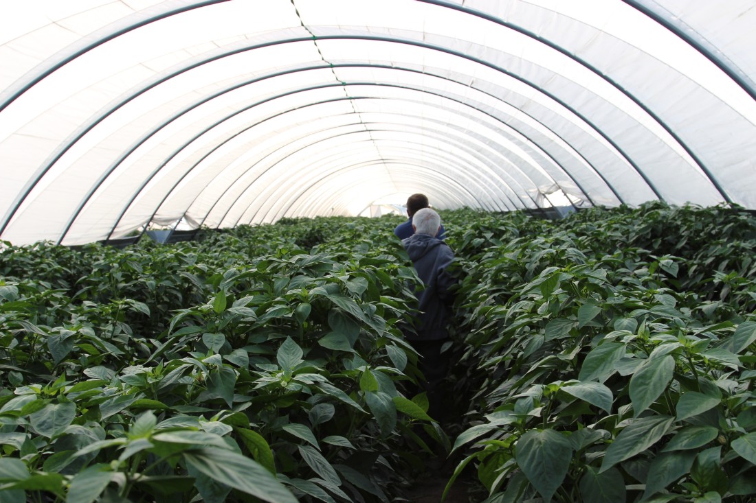 warzywa, uprawa pod osłonami, warzywnictwo, Bayer, porady, pogoda, przymrozki