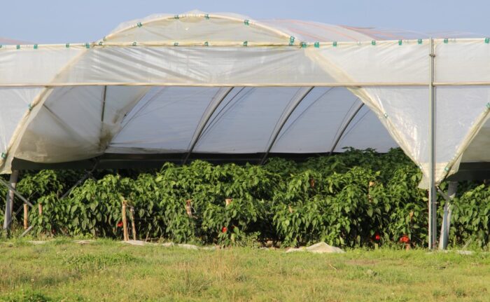 działania przedsiębiorcze i społeczne na obszarach wiejskich, nowe miejsca pracy, konkurs