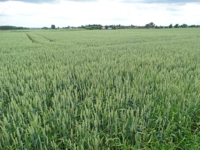 pszenica, plantacja