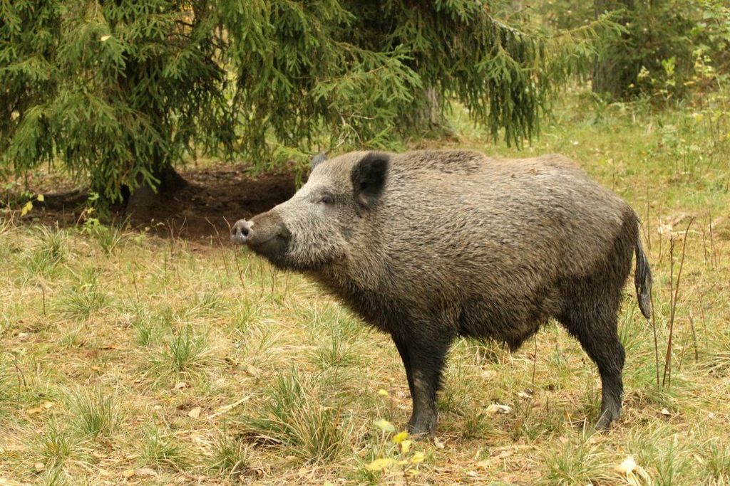 odstrzał dzików, podlasie, afrykański pomór świń
