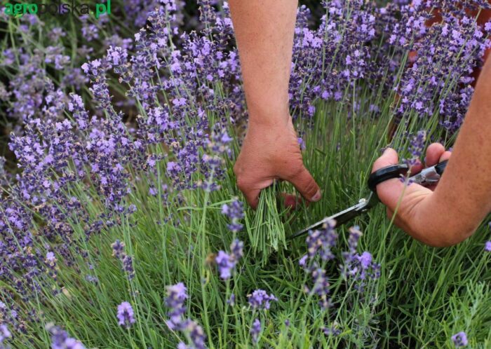 rolnictwo ekologiczne, Marek Sawicki, Phil Hogan