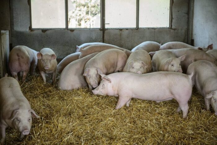 Główny Inspektorat Weterynarii, służba weterynaryjna GOVS, wieprzowina