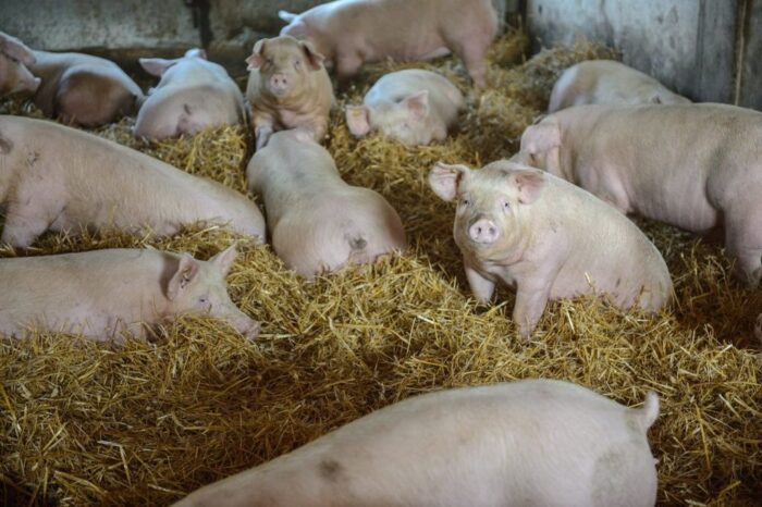 program bioasekuracji, trzoda chlewna, podlasie