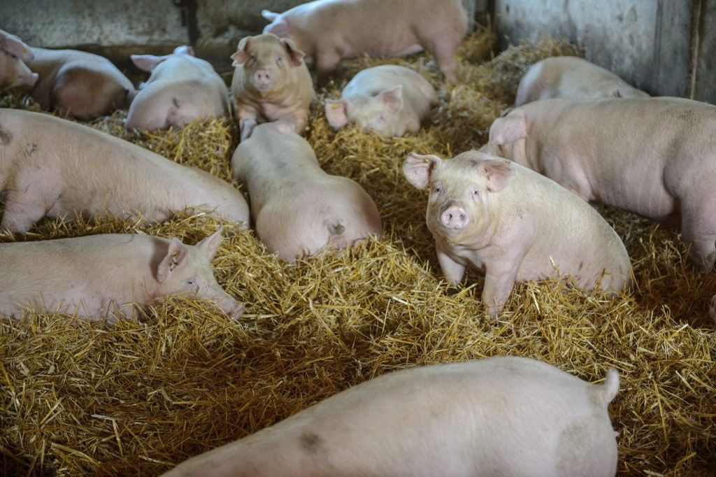 program bioasekuracji, trzoda chlewna, podlasie