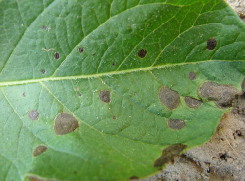 alternaria alternata