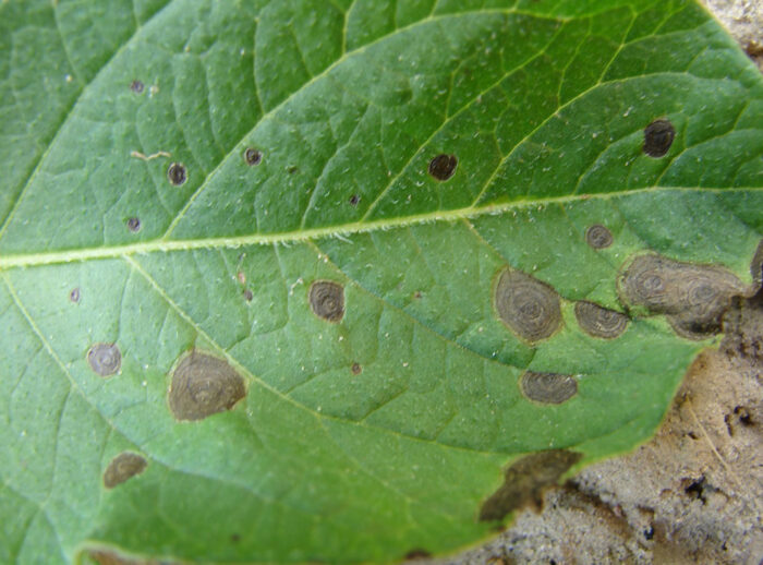 alternaria alternata
