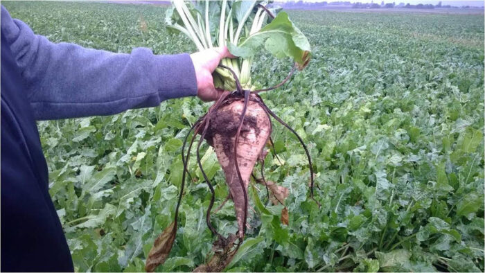 buraki cukrowe, cukier, produkcja, uprawa buraków, ministserstwo rolnictwa, Krzysztof Jurgiel