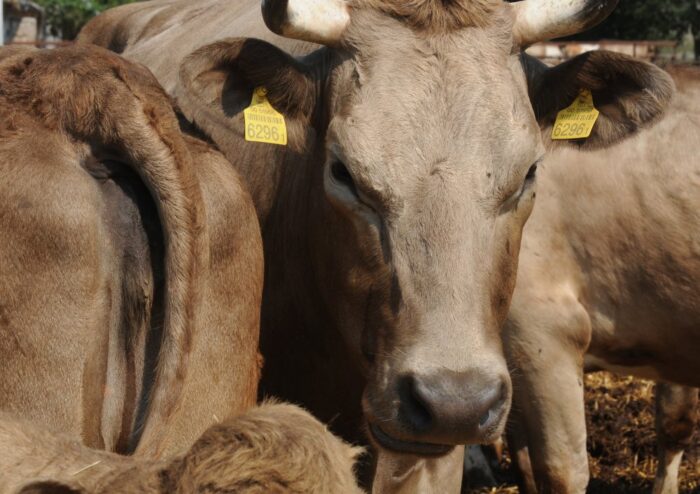 brazylia, ekport mięsa, wołowina, drób