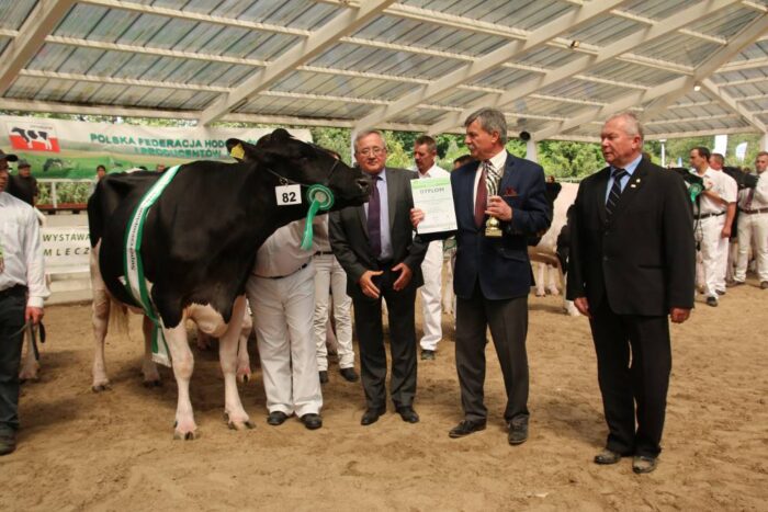 wystawa krowy sielinko
