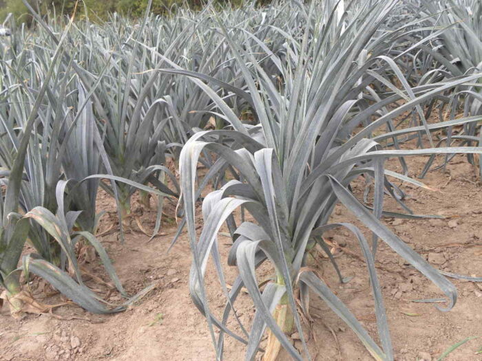 deficyt_wody_warzywa