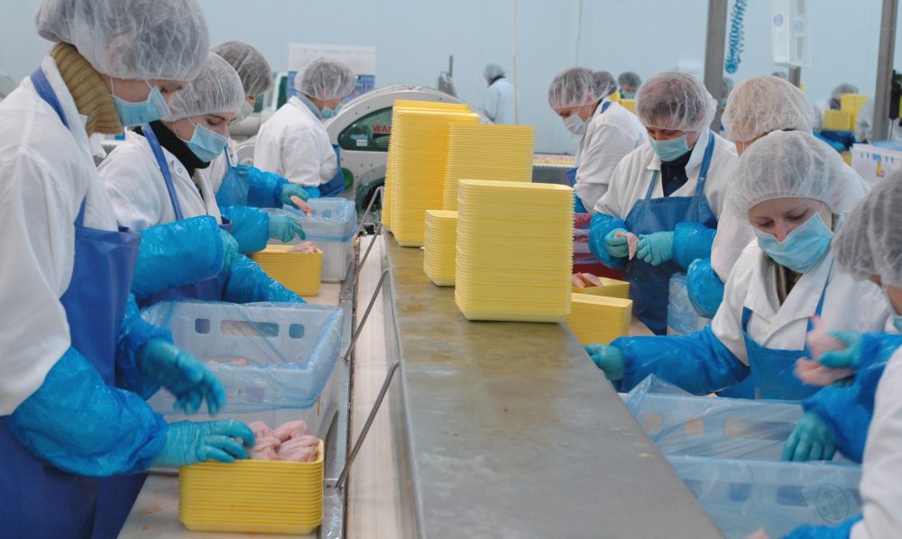 drób, produkcja, Farmio, Krajowa Rada Drobiarstwa - Izba Gospodarcza