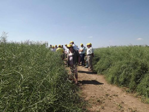 rzepakowe_pola_wiszniow