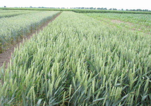 euronext w paryżu, cbot w chicago, notowania pszenicy, notowania kukurydzy