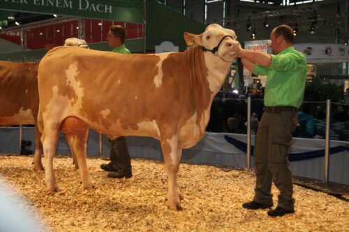 fitting, krowy mleczne, jałówki, wystaw, oprowadzanie