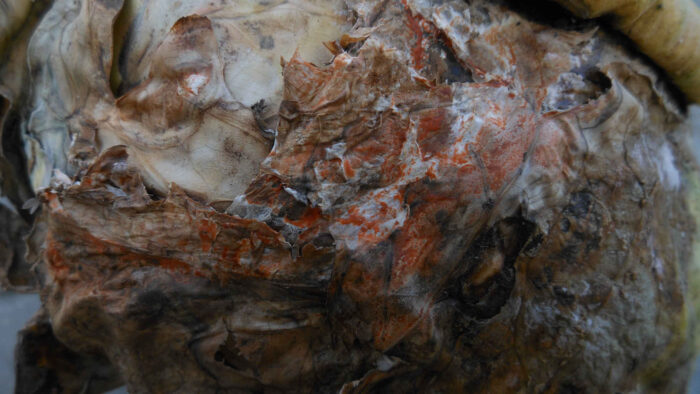 grzybnia_fusarium_avenaceum_lisc