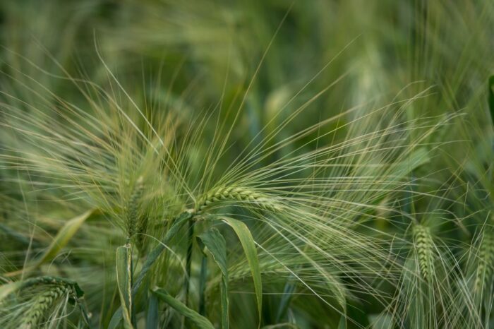 Strategie Grains, pszenica, kukurydza, jęczmień