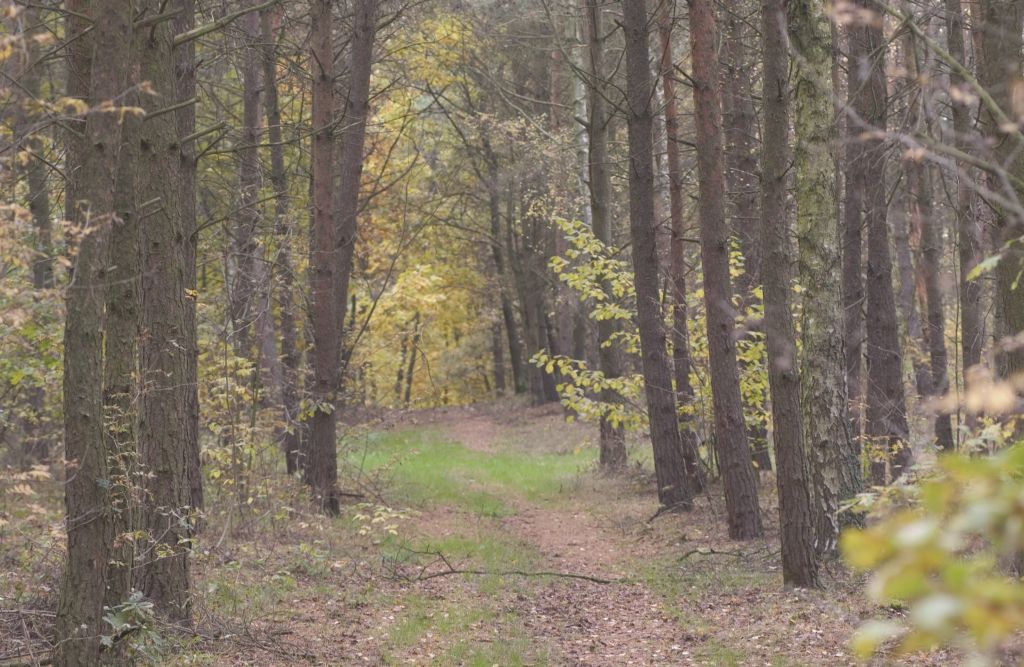 zalesianie, obszary natura 2000, prow2014-2020, ministerstwo rolnictwa, pieniądze na zalesianie