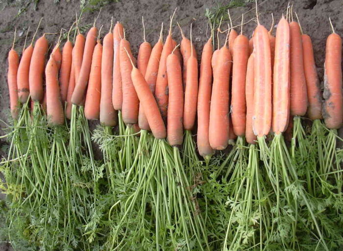 marchew_pole