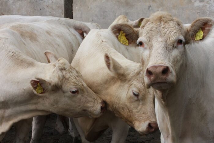 bydło mięsne, porozumienie, wołowina, hodowcy