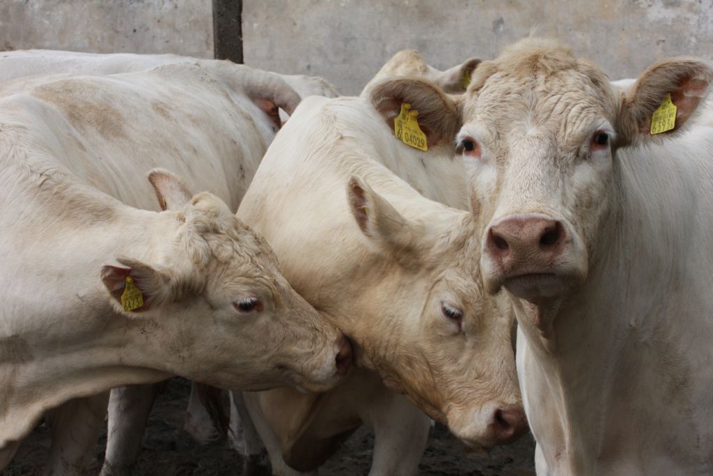 bydło mięsne, porozumienie, wołowina, hodowcy