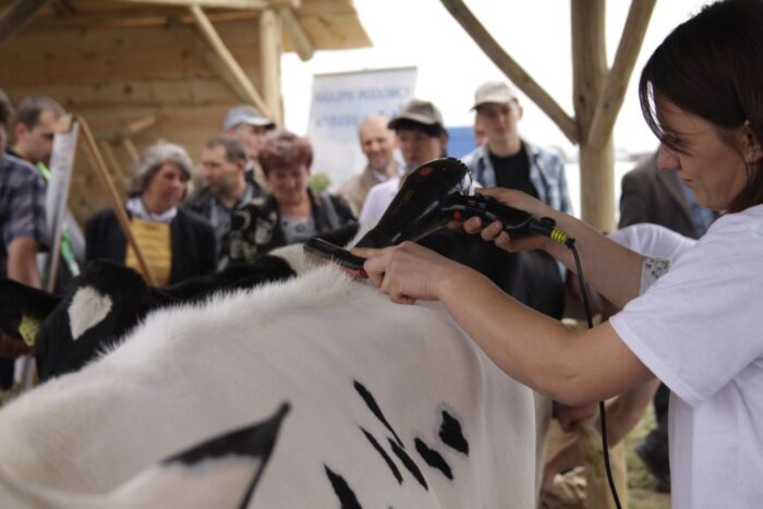 fitting, krowy mleczne, jałówki, wystaw, oprowadzanie