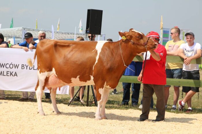 bydło mleczne opolagra